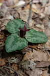 Decumbent trillium